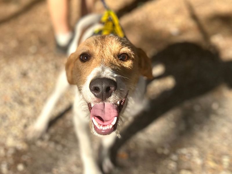 Tarzan | Lurcher | Snetterton (Norfolk) - 4