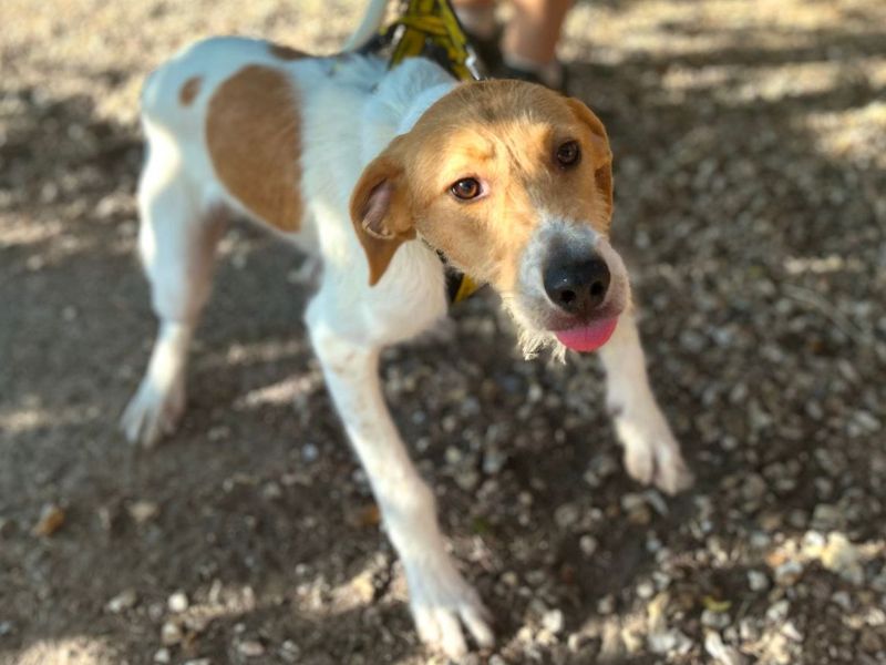 Tarzan | Lurcher | Snetterton (Norfolk) - 5