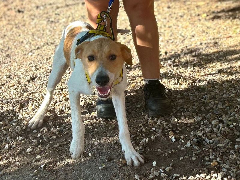 Tarzan | Lurcher | Snetterton (Norfolk) - 1