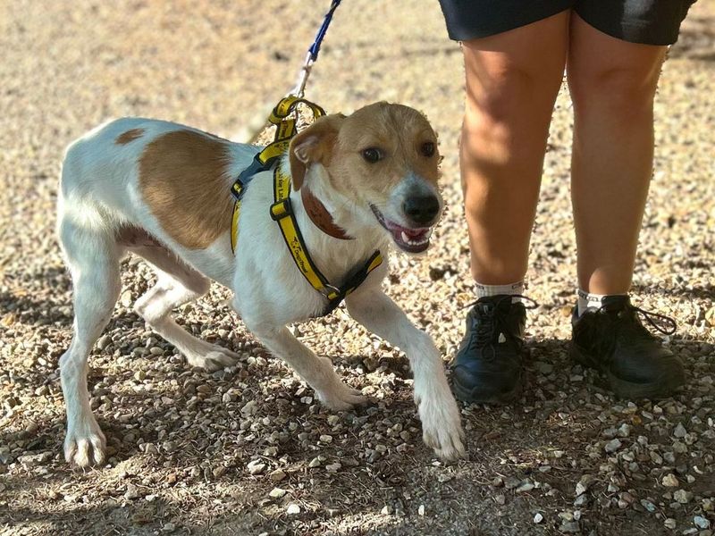 Tarzan | Lurcher | Snetterton (Norfolk) - 3