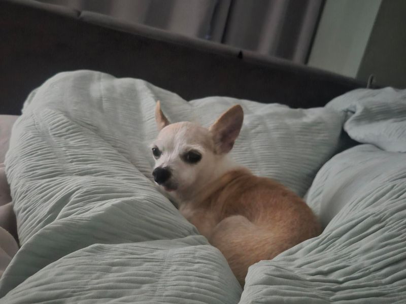 Scooby Doo | Chihuahua (Smooth Coat) | Cardiff - 2