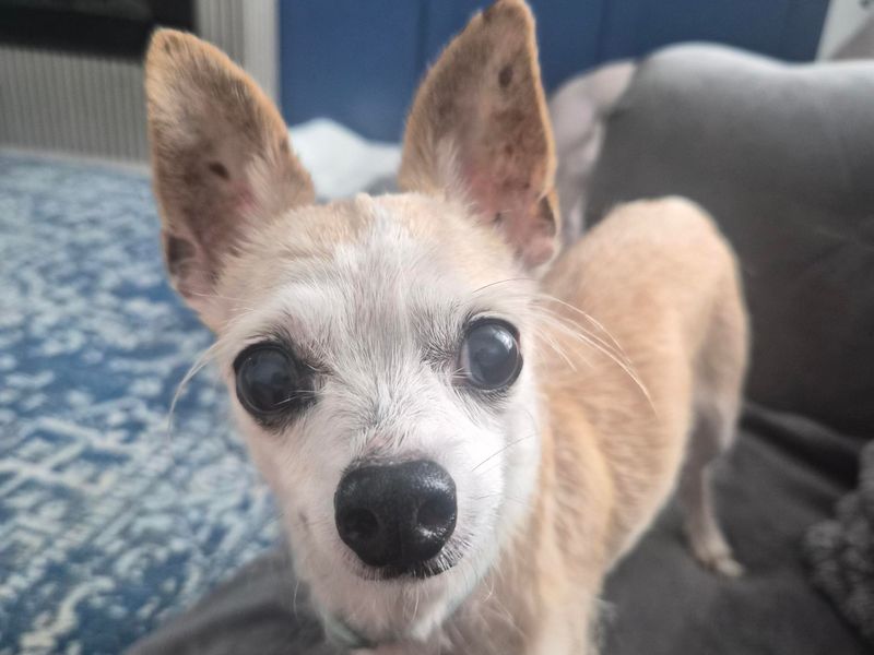 Scooby Doo | Chihuahua (Smooth Coat) | Cardiff - 6