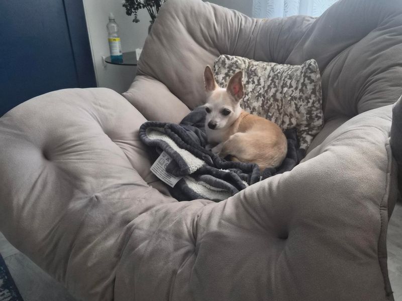Scooby Doo | Chihuahua (Smooth Coat) | Cardiff - 3
