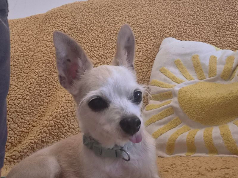 Scooby Doo | Chihuahua (Smooth Coat) | Cardiff - 5