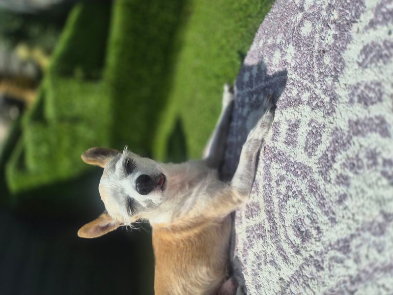 Scooby Doo | Chihuahua (Smooth Coat) | Cardiff - 4