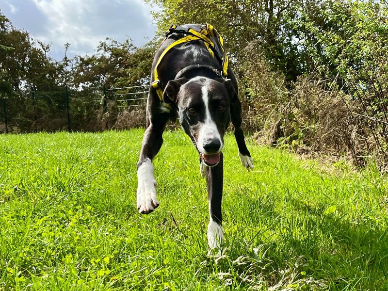 Gus | Lurcher | Darlington - 2