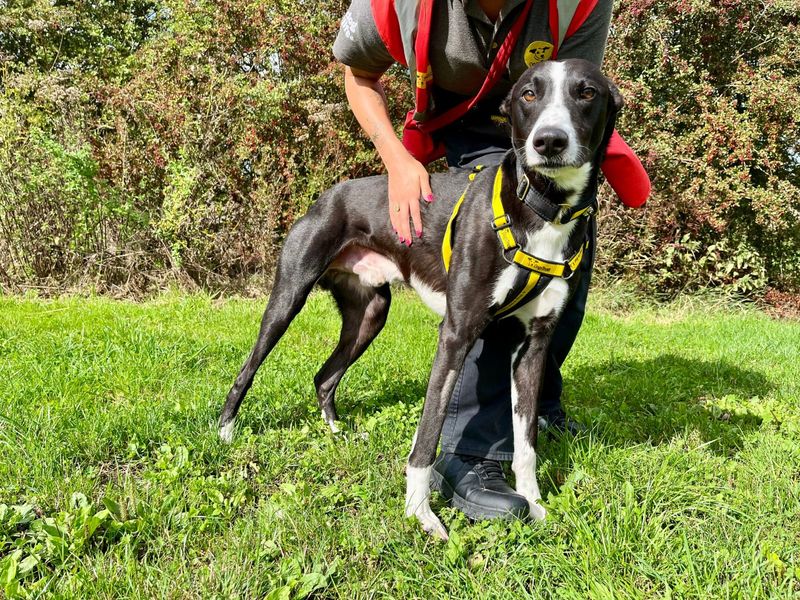 Gus | Lurcher | Darlington - 3