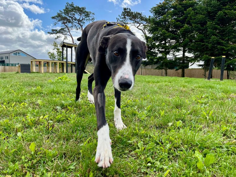Gus | Lurcher | Darlington - 1