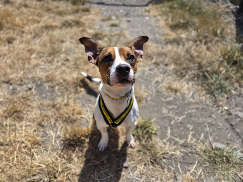 Jack Russell Terrier Dogs And Puppies For Adoption