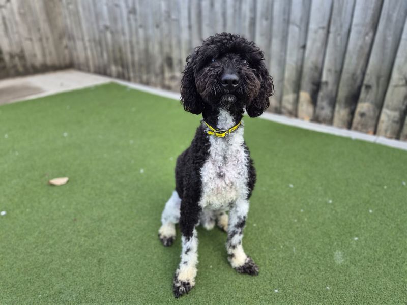 Cocker Spaniel Dogs And Puppies For Adoption
