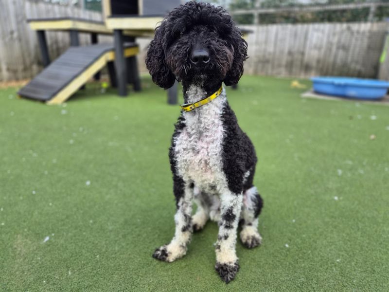Jasper | Spaniel (Cocker) Cross | Cardiff - 3