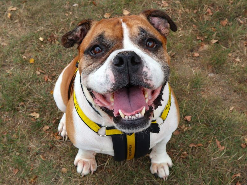 Buddy | Bulldog | Harefield West London - 5