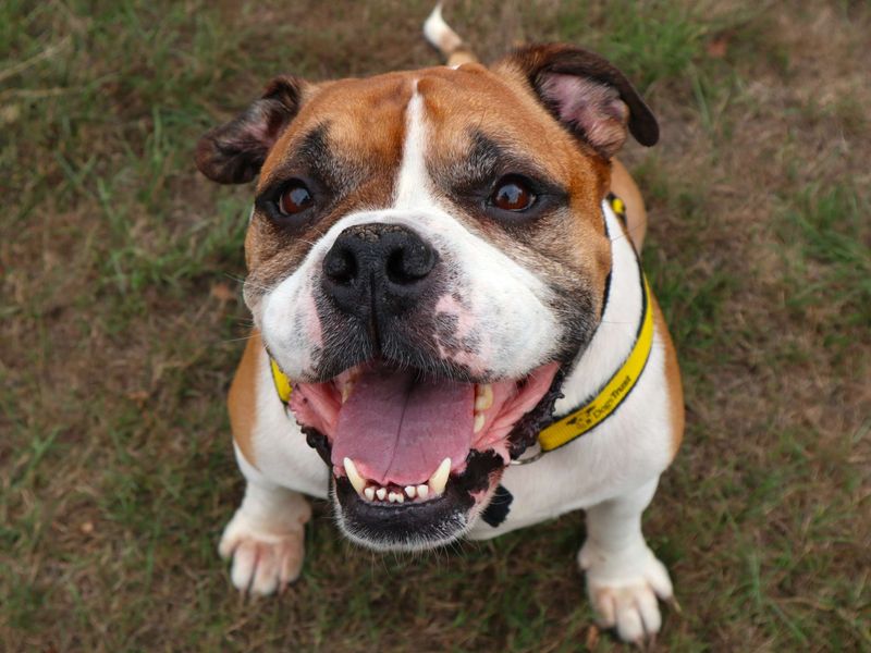 Buddy | Bulldog | Harefield West London - 2