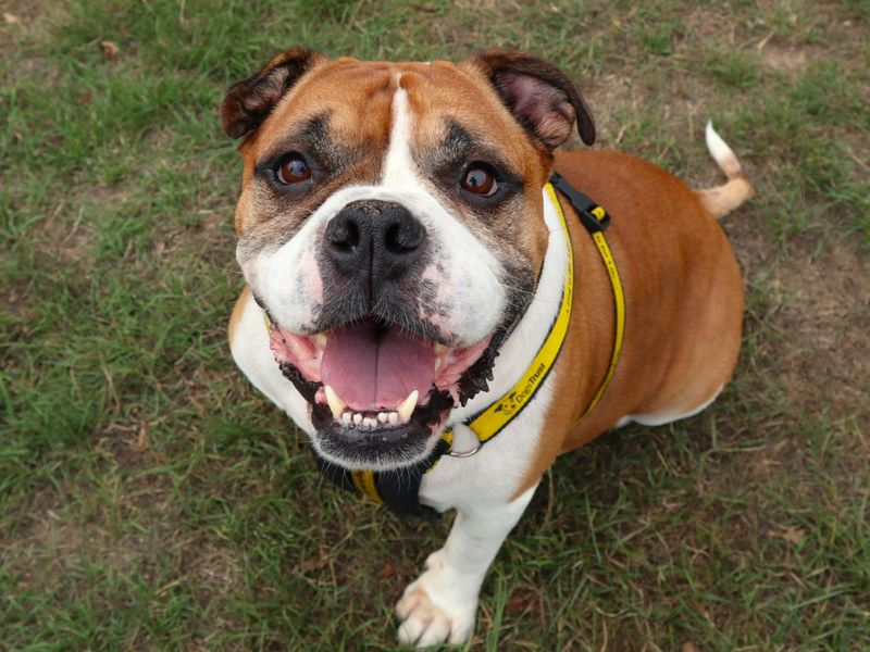 Buddy | Bulldog | Harefield West London - 6