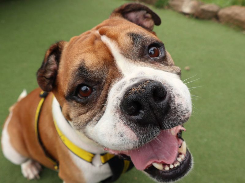 Buddy | Bulldog | Harefield West London - 3