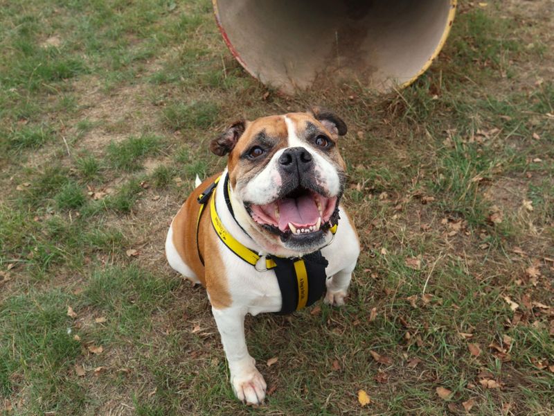 Buddy | Bulldog | Harefield West London - 4