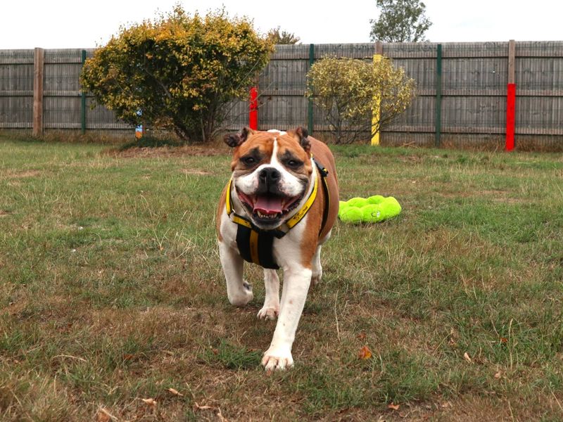 Buddy | Bulldog | Harefield West London - 1