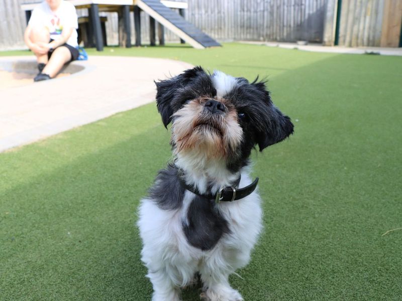 Dylan | Shih Tzu | Evesham (Worcestershire) - 4