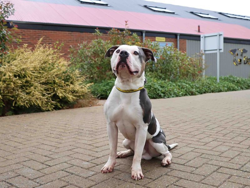 Moose | American Bully Classic Cross | Darlington - 1