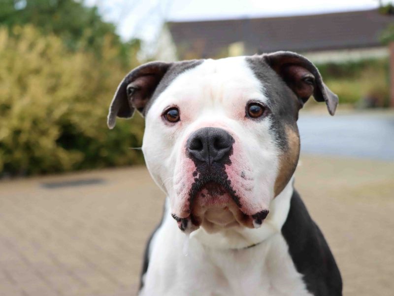 Moose | American Bully Classic Cross | Darlington - 3
