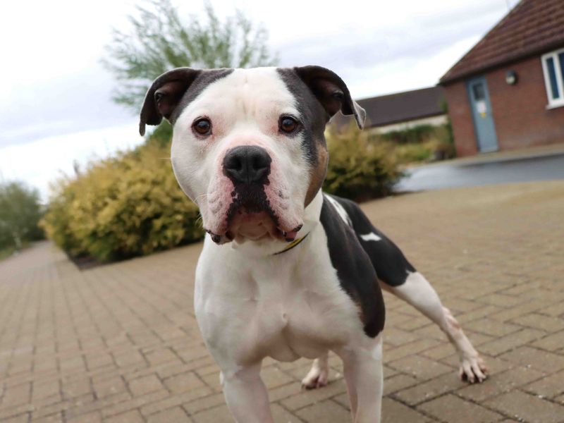 Moose | American Bully Classic Cross | Darlington - 2