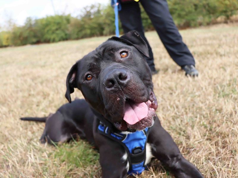 Harley | American Bully Classic Cross | Darlington - 3