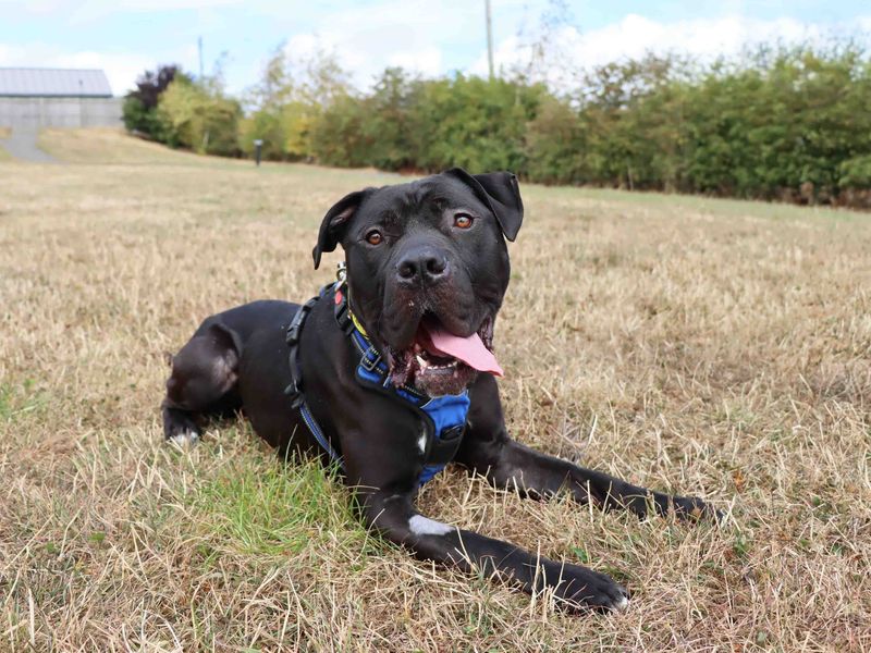Harley | American Bully Classic Cross | Darlington - 2