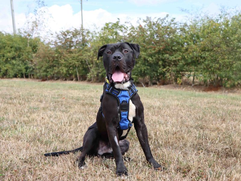 Harley | American Bully Classic Cross | Darlington - 1
