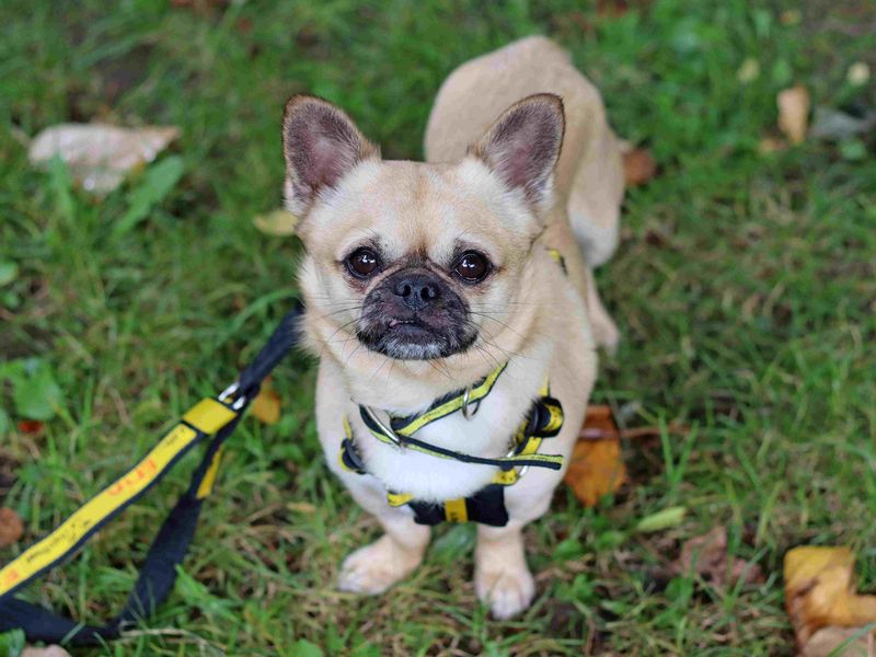 Tosiek | Chihuahua (Smooth Coat) Cross | Glasgow - 4