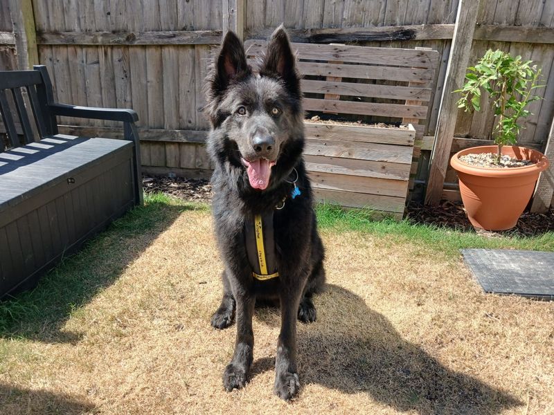 Blue | German Shepherd Dog | Ilfracombe - 1