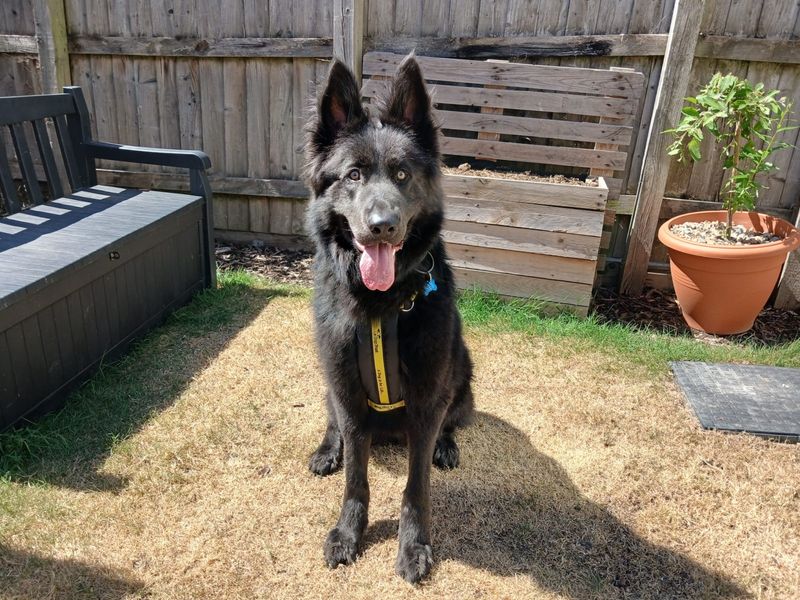 Blue | German Shepherd Dog | Ilfracombe - 2