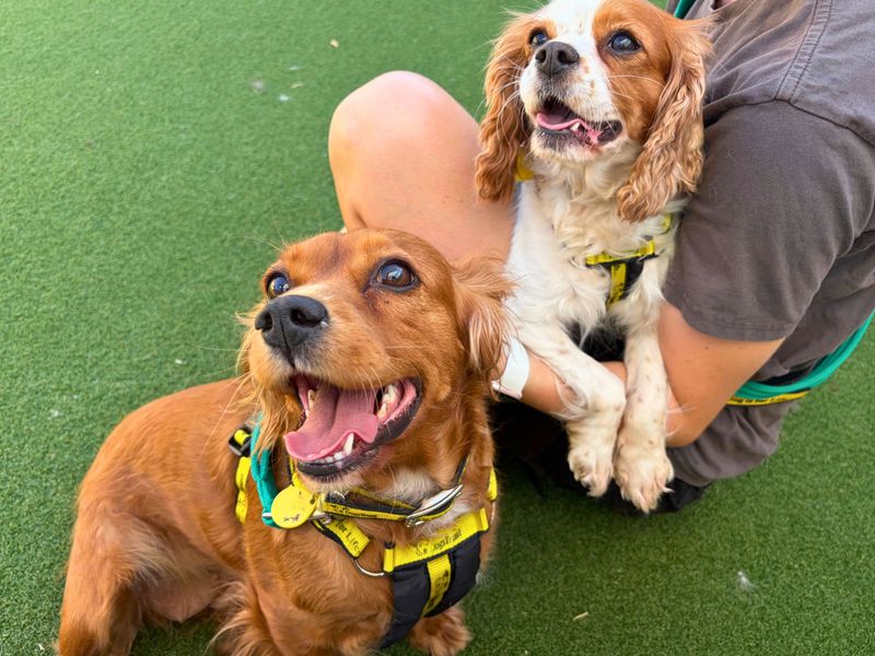Hazel | Spaniel (Cocker) | Salisbury (Wiltshire) - 2