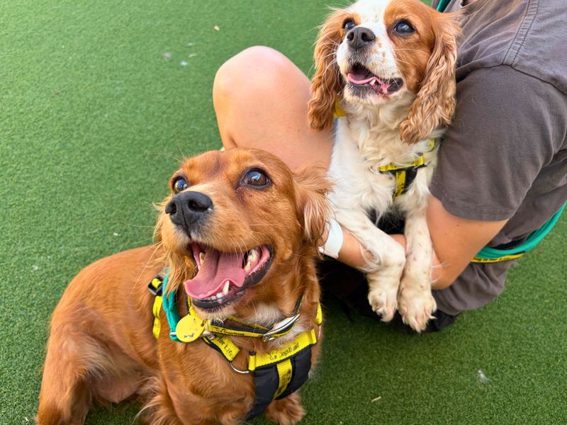 Cora | Spaniel (King Charles) | Salisbury (Wiltshire) - 2