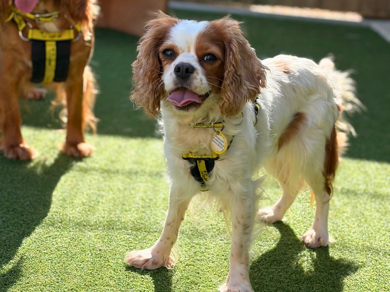 Cora | Spaniel (King Charles) | Salisbury (Wiltshire) - 1