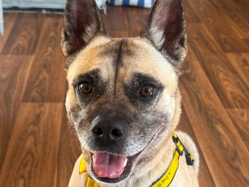 Lulu | Pug Cross | Shrewsbury (Shropshire) - 1