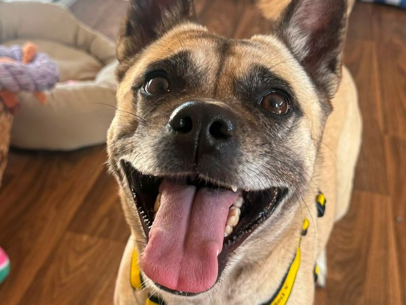 Lulu | Pug Cross | Shrewsbury (Shropshire) - 3