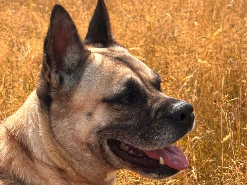 Lulu | Pug Cross | Shrewsbury (Shropshire) - 2