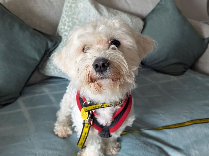 Milo | Bichon Frise Cross | Merseyside (Liverpool) - 3