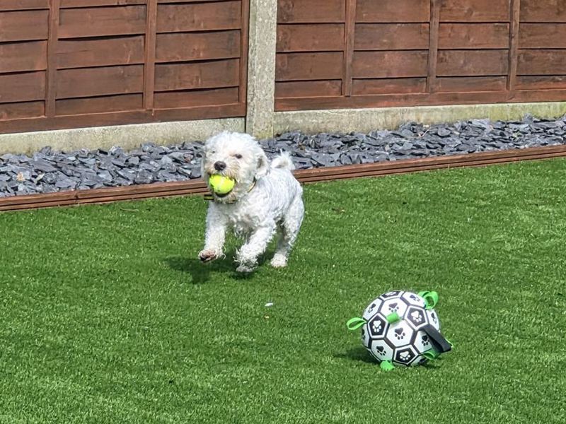 Milo | Bichon Frise Cross | Merseyside (Liverpool) - 2