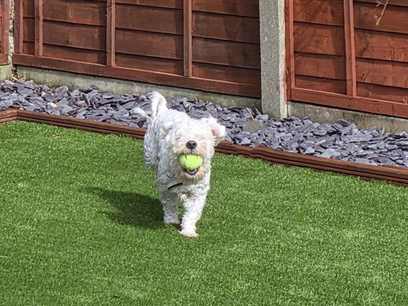 Milo | Bichon Frise Cross | Merseyside (Liverpool) - 4