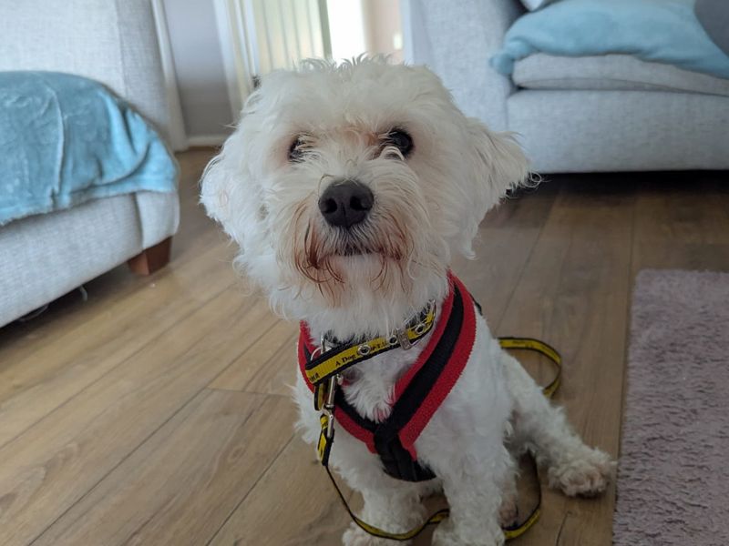 Milo | Bichon Frise Cross | Merseyside (Liverpool) - 1