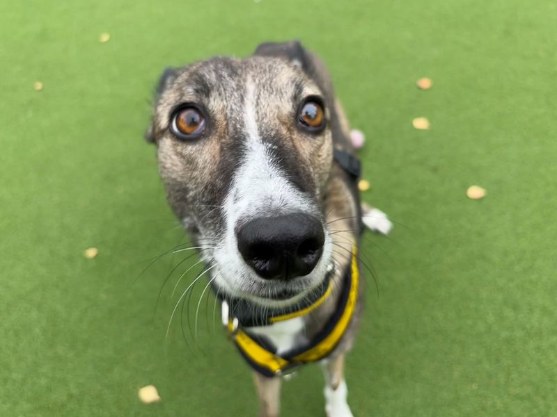 Nutmeg | Lurcher | Cardiff - 2