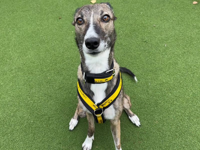 Nutmeg | Lurcher | Cardiff - 1