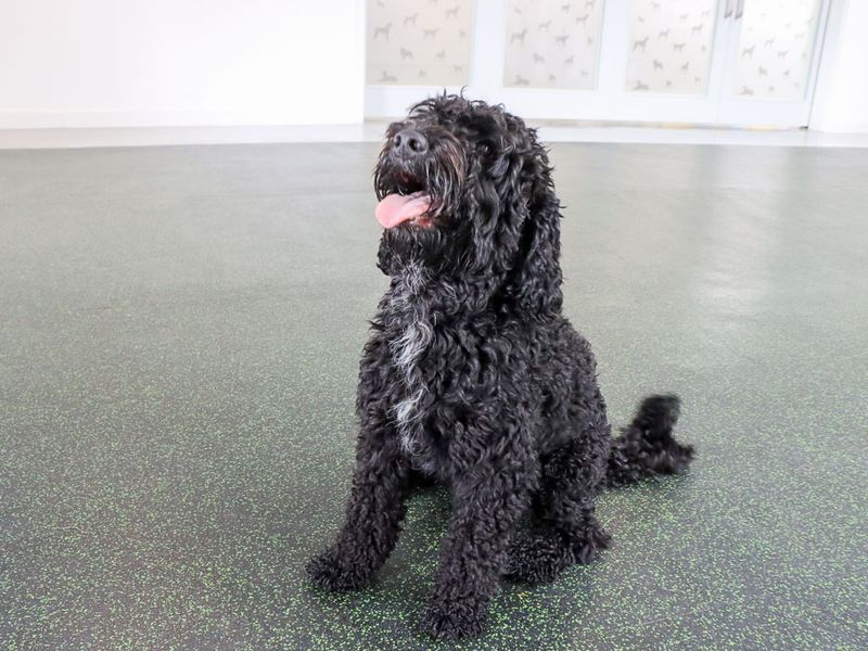 Milo | Spaniel (Cocker) Cross | Evesham (Worcestershire) - 2