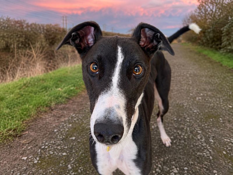 Graham | Greyhound | Basildon (Essex) - 1