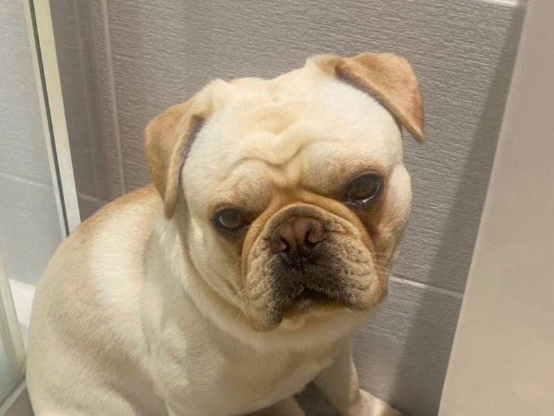 Pugsey Malone - Image 3 of 5