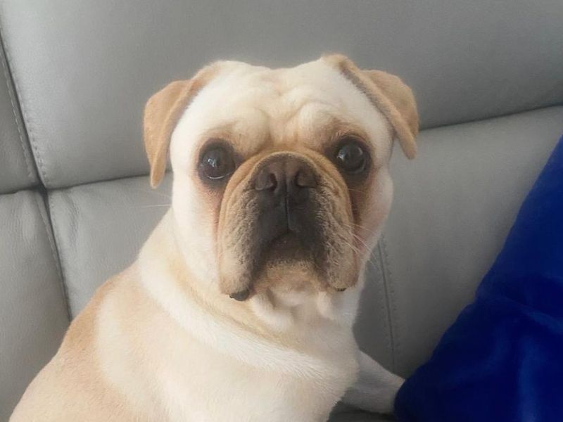 Pugsey Malone