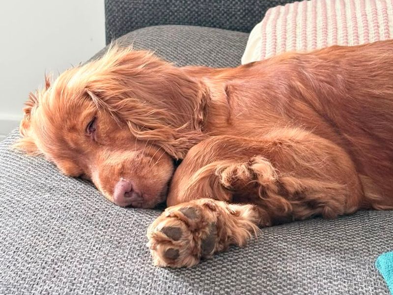 Cocker Spaniel Dogs And Puppies For Adoption