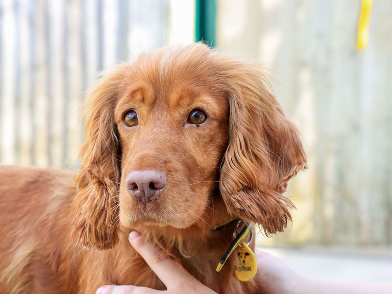 Mango | Spaniel (Cocker) | Evesham (Worcestershire) - 5