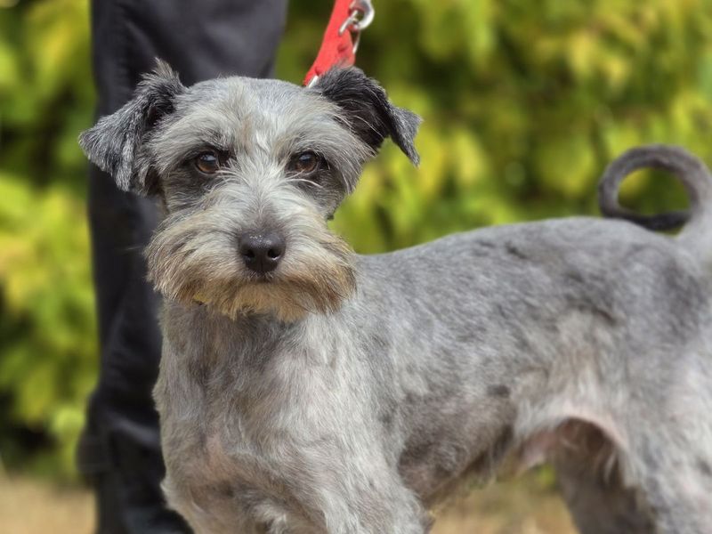 Sparrow | Schnauzer (Miniature) Cross | Evesham (Worcestershire) - 1